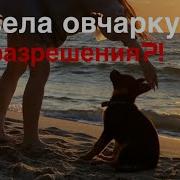 Купил Собаку