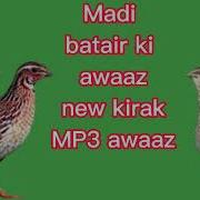 Female Quail Sound2023