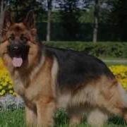 Kuchuk Ovozi Mp3
