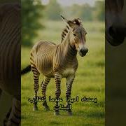 حماريتزاوج مع حمار