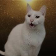 Despacito Cats Version