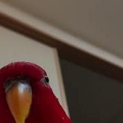 Красный Попугай Смеётся Мем