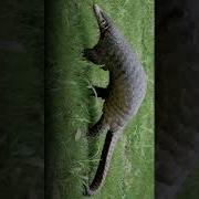 Pangolin Sounds