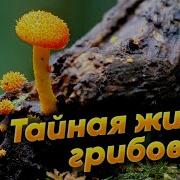 Грибы