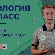 Биология 5 Класс Параграф 8 Организм Единое Целое