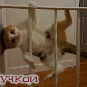 Коы