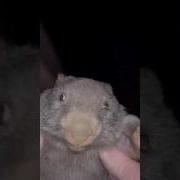 Kubba J