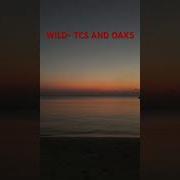 Chainsmokers Oaks Wild Official Visualizer