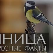 Синичка