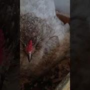 Gallinapuntolinamini5