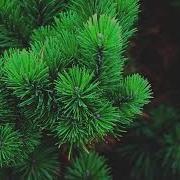 Цыганская Песня За Шумели Смоленские Сосны