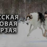 Борзые