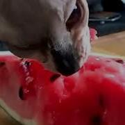 Нямнямочки