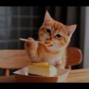 Ай Коты