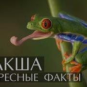 Квакши