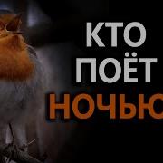 Ночной Вокал