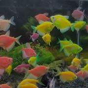 Glowfish Happy Ending