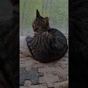Gallinapintaditamini26