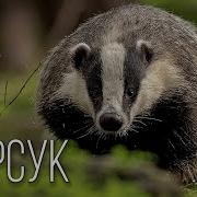 Барсуки