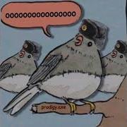 Bird Meme Moskau Murica