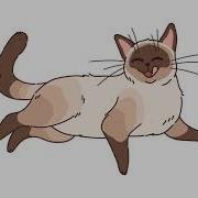 Cats Slowed