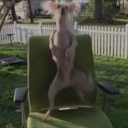 Dancing Dogs Tiktok