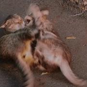 Robin Seplut Cat Fight