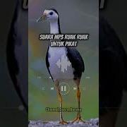 Ruak Ruak