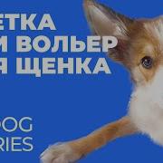 Щенок И Клетка