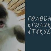 Орущий Кролик
