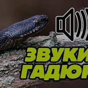 Звук Змея
