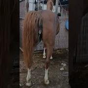 Yandex Horse Sex Video