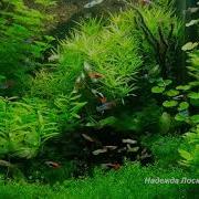 Релакс Музыка