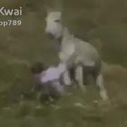 حمارينيك خنزير