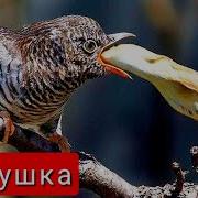 Kakku Qushi