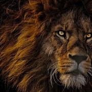 Lion Sounds