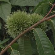 Castanea Apogaeum