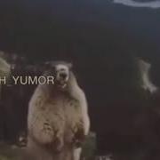 Крики Звуки