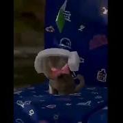 Котик Симс