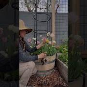 Potted Tulip Giant Food