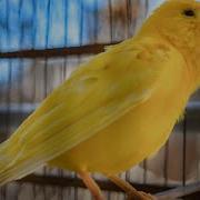 Canary Singing