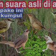 Pikat Cigun