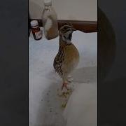 Sayroqi Bedana Ovozi