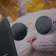 Shoffy Cat Cafe