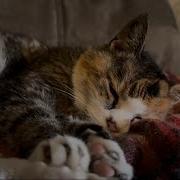 Muffy