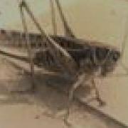 Crickets Sound
