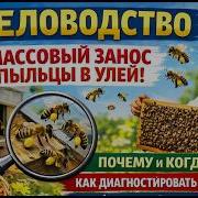 Пчёлы