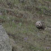 Голос Улар