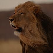 Lost Lion Sounds