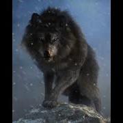 Steve Myers Wolf